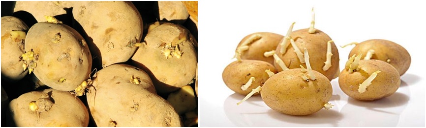 土豆發芽發黃不能吃,海口食堂承包,海口飯堂承包