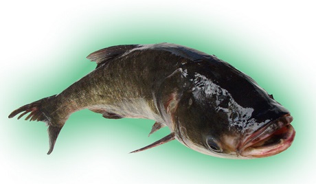 寮步飯?zhí)贸邪? alt=